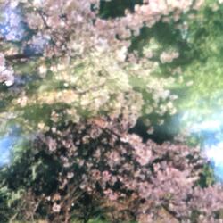 light pink accent wall