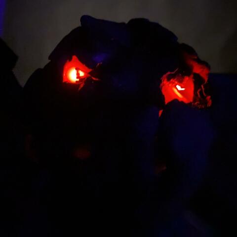 Creatures of the Night