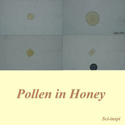 Pollen in Honey