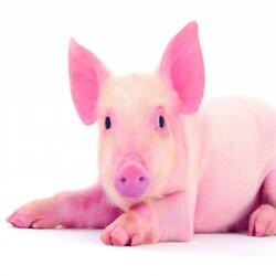 Ham