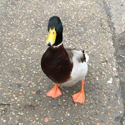 Duck Time