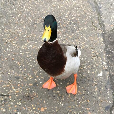 Duck Time