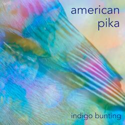 Indigo Bunting