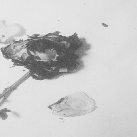Burning Rose