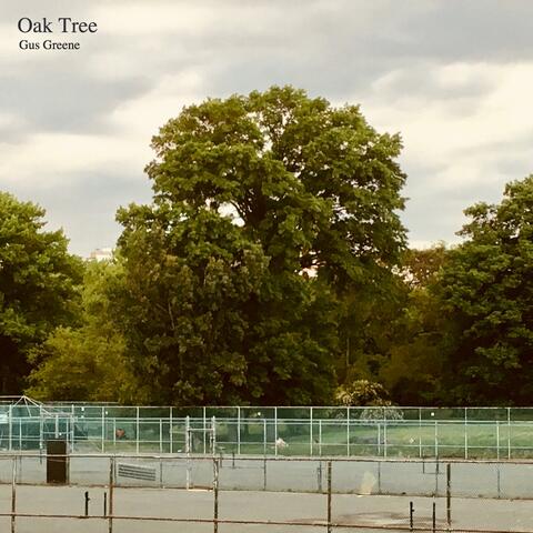 Oak Tree