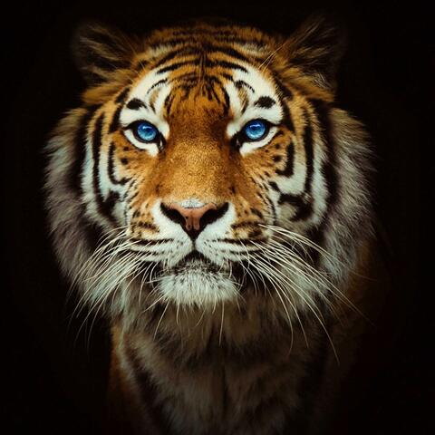 Tears of a Tiger