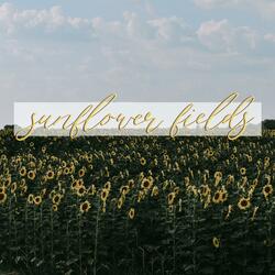 Sunflower Fields