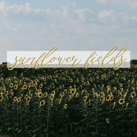 Sunflower Fields