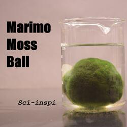 Marimo Moss Ball