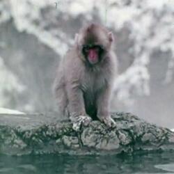 Monky Drip (feat. bknd)