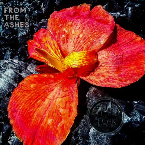 From the Ashes
