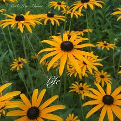 Brighter and Clearer