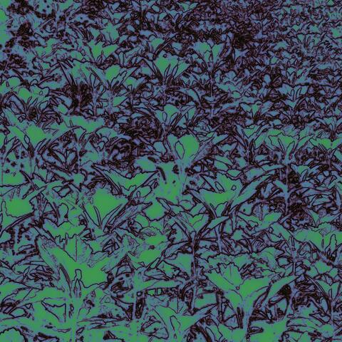 Moss Well