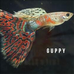 Guppy
