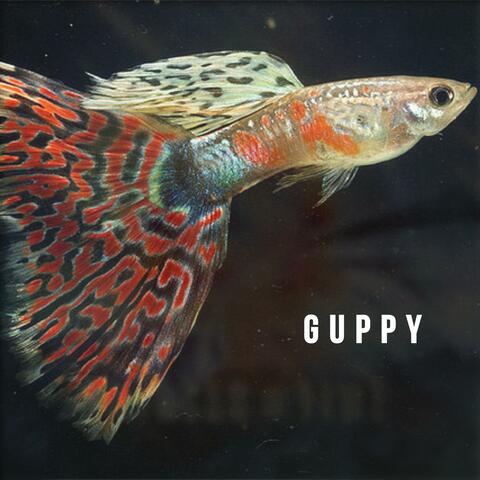 Guppy
