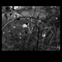 Reminiscence of a Journey