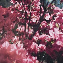 Azaleas in Bloom