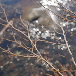 Knew the Consequences