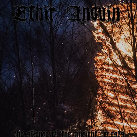 The Silence of the Ancient Forests