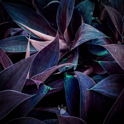 Résonnent Le Stereo