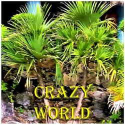 Crazy World