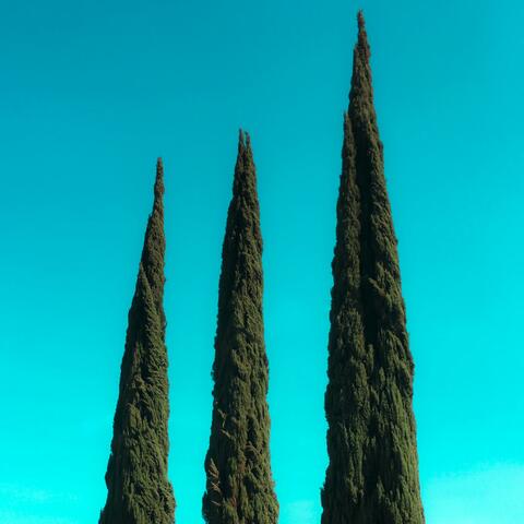 Midi Sprout: Household Plants