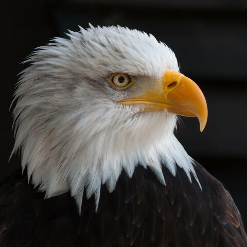 Don't Let Freedom Go