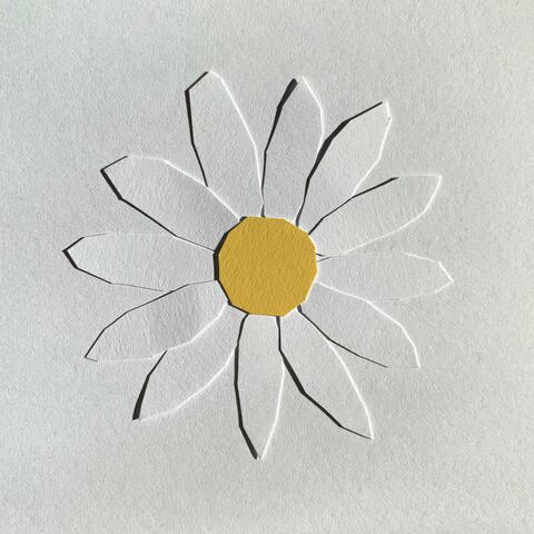 Daisies on a Rock
