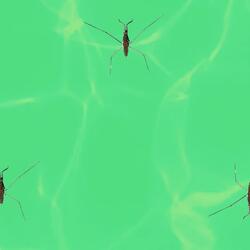 Water Striders