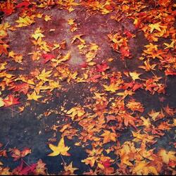 Autumn Lonely