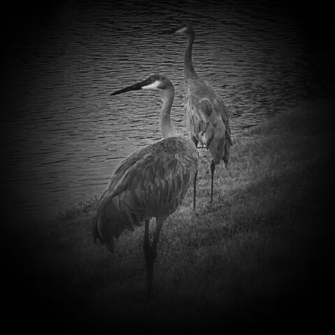 Zen Warrior Book One