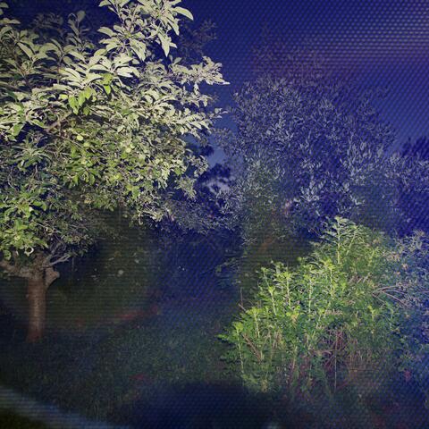 Crooked Tree