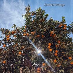 Garden Orange