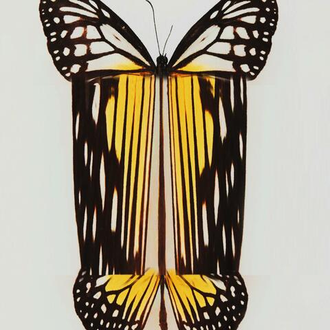 Butterfly (feat. Benji. & My Favorite Color)