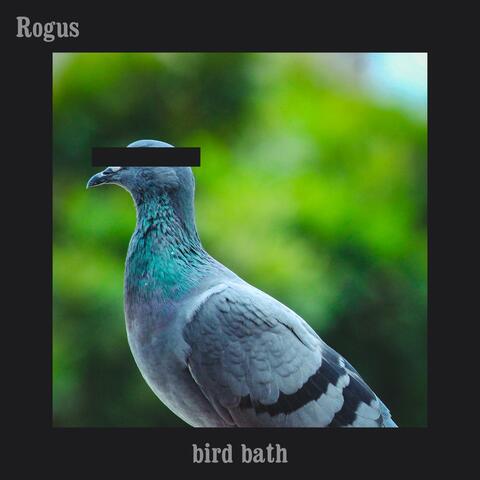 Bird Bath