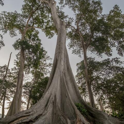 Vakrorth Bhodardreesh