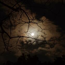 Dark Dawn