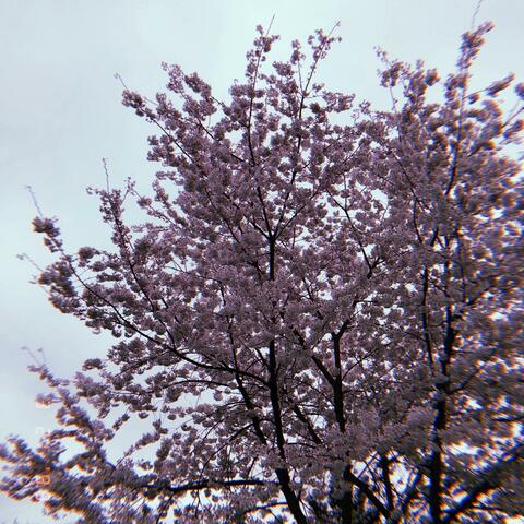 Blossom