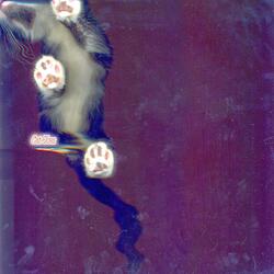 Cat Toes