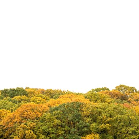 Last Days of Autumn