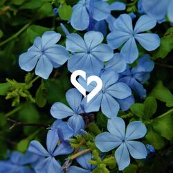 Maintain (feat. Yung Citizen)