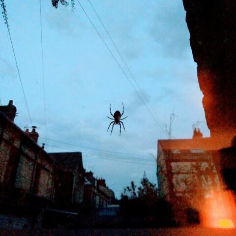 Evening Spider