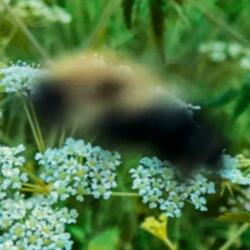 Wildflower