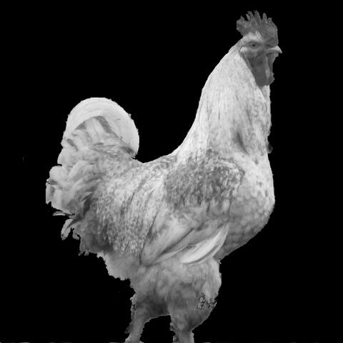 Antequam Cantet Gallus