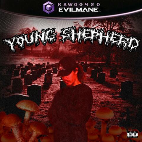 Young Shepherd
