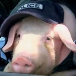 Pigzzz