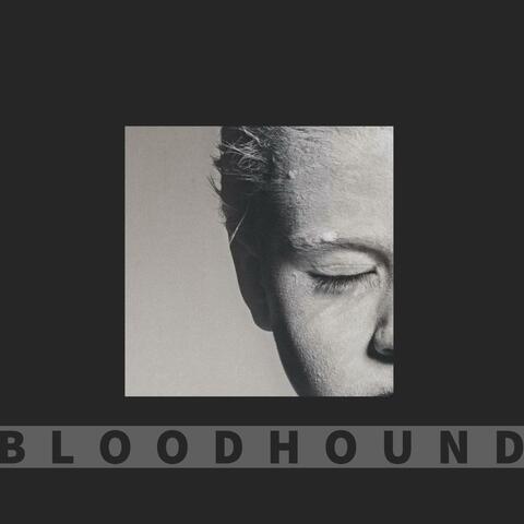Bloodhound