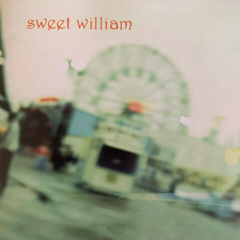 Sweet William