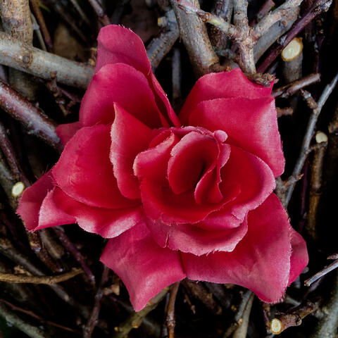 Red Roses