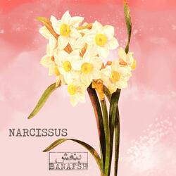Narcissus